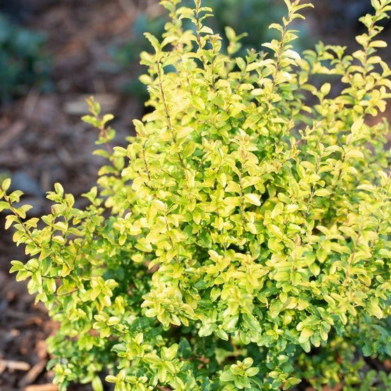 sunshine ligustrum shurb with bright yellow foliage