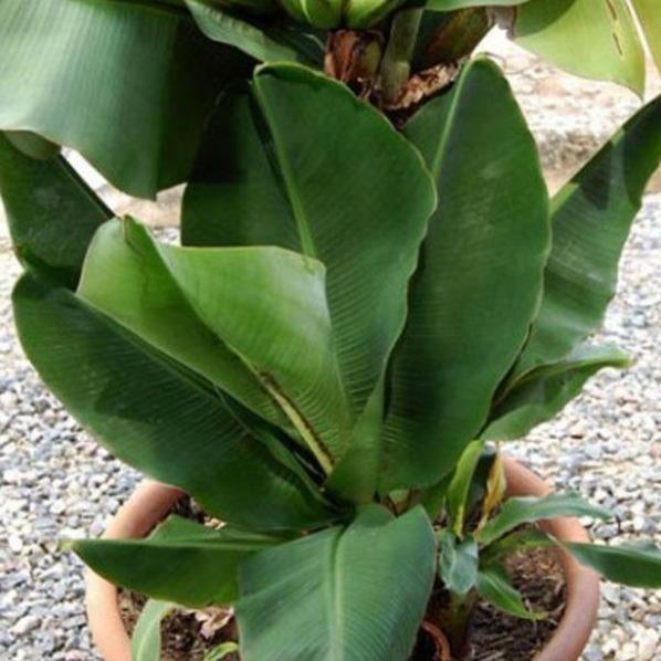 mini banana plant indoor Super Dwarf Banana Plant