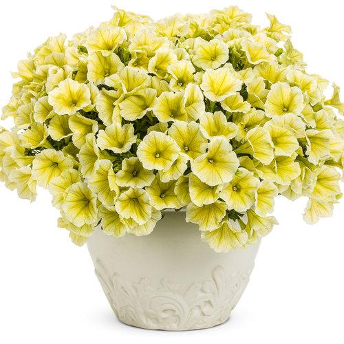 Supertunia Limoncello Petunias For Sale | Garden Goods Direct