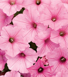 Supertunia Vista Bubblegum