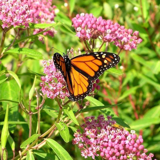 Monarch Butterfly sipping nector from Asclepias incarnata