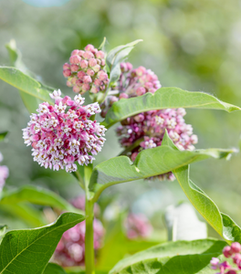 Swamp Milkweed