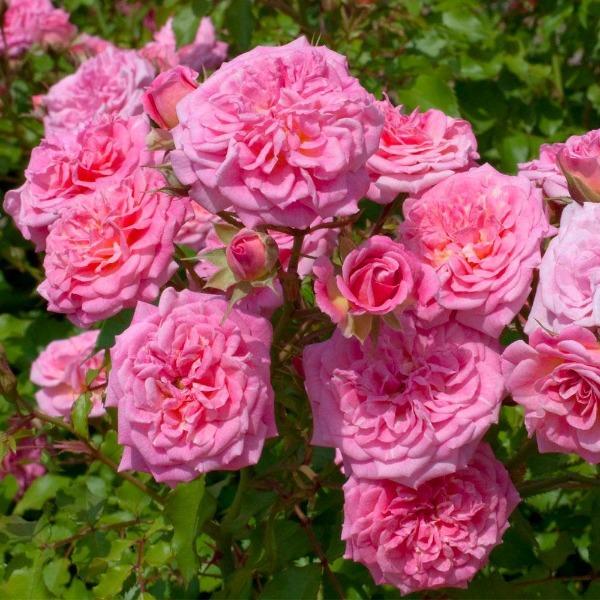 Sweet Drift® Rose for Sale | Double Pink Groundcover Blooms