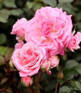 Sweet Drift® Rose