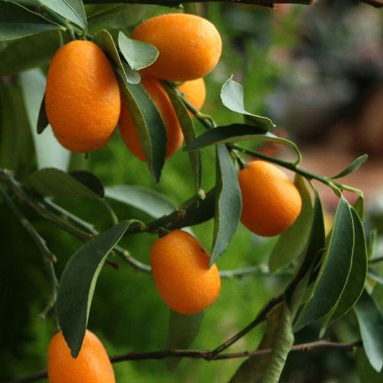 oblong orange kumquat fruits