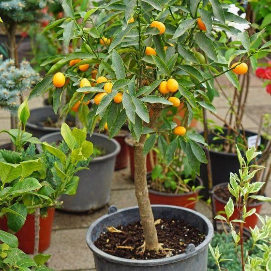 kumquat tree in a black pot with ripe fruits