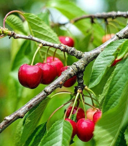Sweet Southern Cherry Tree