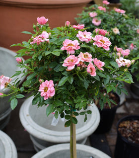 Sweet Sunblaze® Miniature Rose – Tree Form