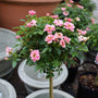 sweet sunblaze rose tree