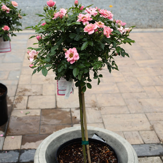 sweet sunblaze rose tree form