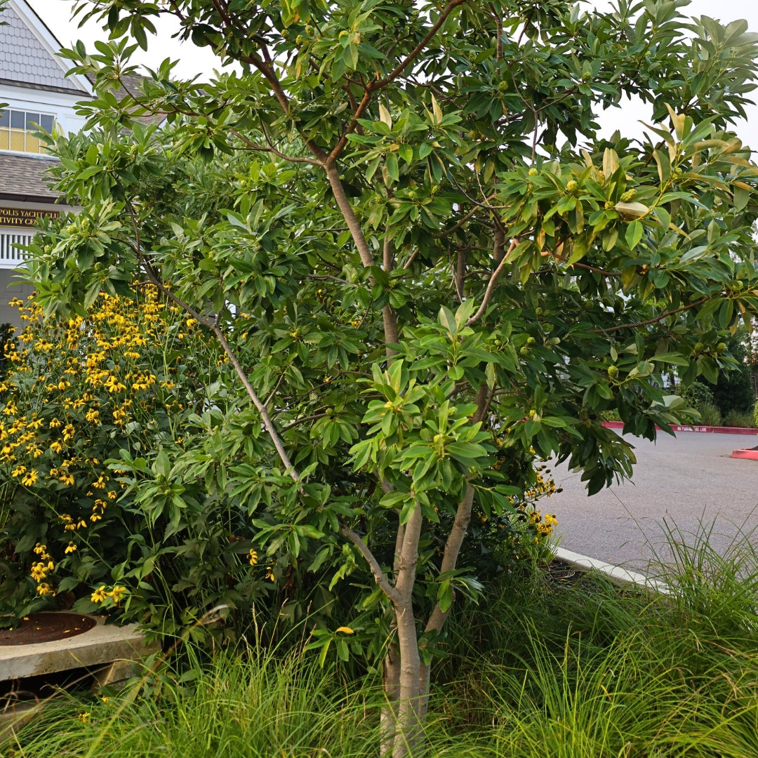 Sweetbay Magnolia Trees for Sale | Garden Goods Direct