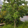 young sweetbay magnolia tree in the summer landscape