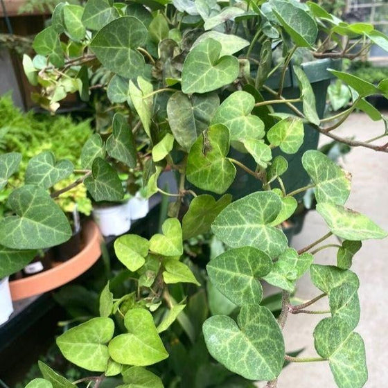 sweetheart ivy plant close up of a vining branch with heart shaped leaves