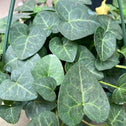 close up of heart shaped leaves on sweetheart ivy plant