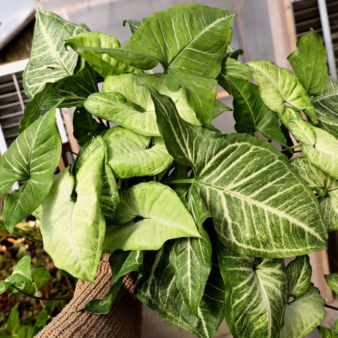 white butterfly plant indoor The Snobby Leaf | Syngonium White Butterfly - 6 inch Pot