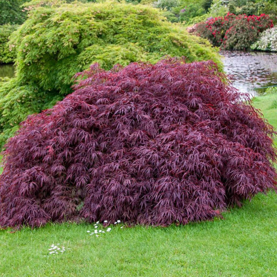 Tamyukeama Japanese Maple in an Asian Style Garden
