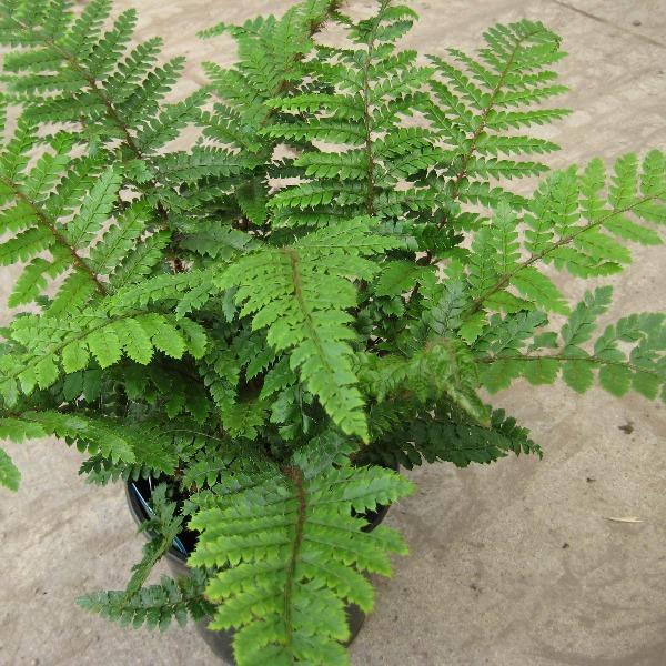 tassel fern potting mix Fern, Tassel Fern