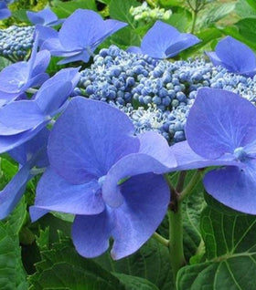 Teller Blue Hydrangea