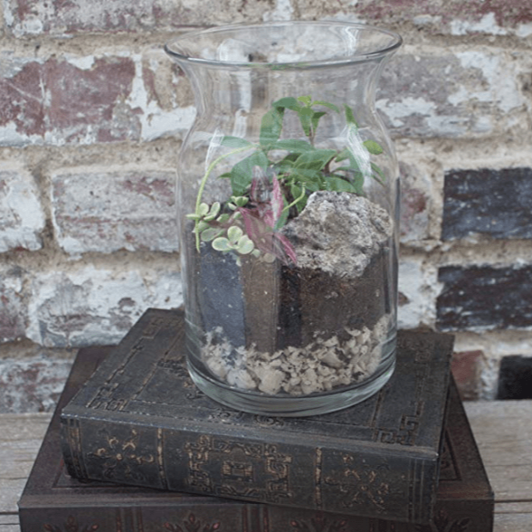 plant terrarium kits for sale Buy Terrarium Kits Online - Great Gift