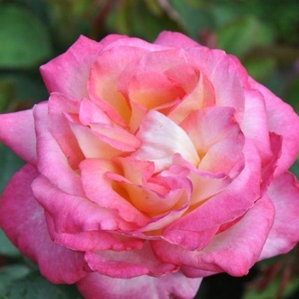 The McCartney Rose Hybrid Tea | Pink Rose Bush | Garden Goods Direct