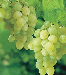 Thompson Seedless Grape Vine