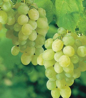 Thompson Seedless Grape Vine