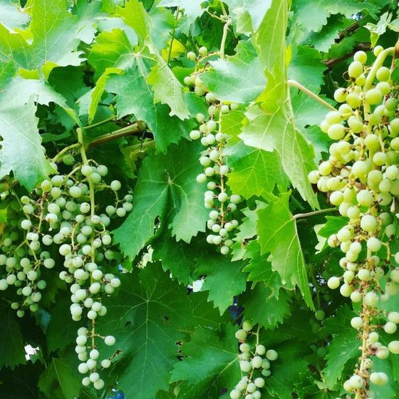 younger thompson seedless grapes on bunches shaded by leaves almost ready
