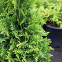 Close up photo of bright green thuja junior giant foliage