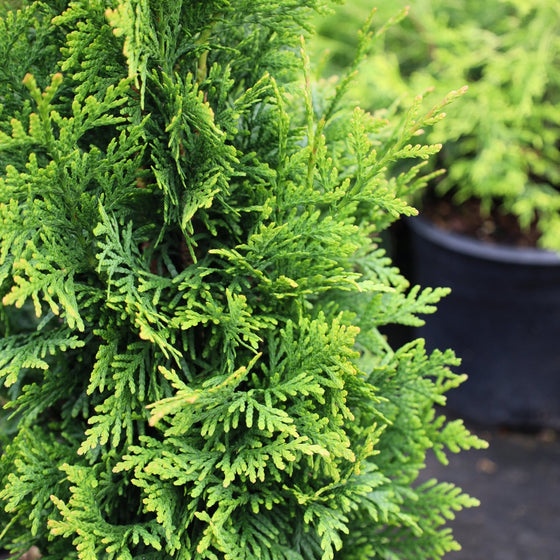 Close up photo of bright green thuja junior giant foliage
