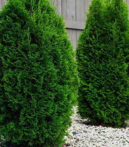 Thuja Nigra Arborvitae