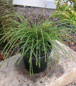 Thuja Whipcord