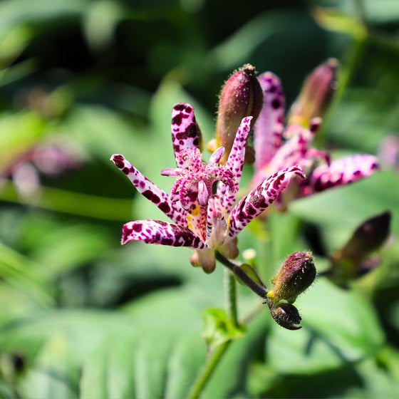 toad flower unique summer perennial