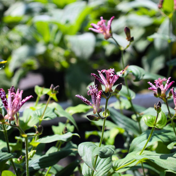 toad flower blooms