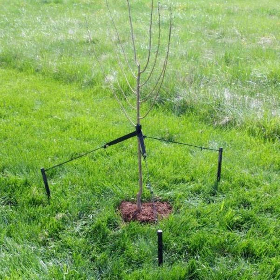 Tree Staking kit by DeWitt on a small tree