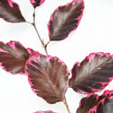 Close up of Tri-Color Beech Tree