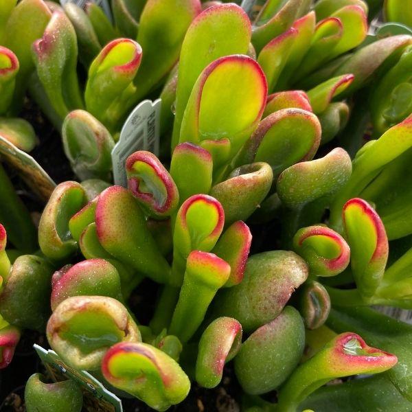 hobbit jade plant Tricolor Hobbit Jade Plant for Sale