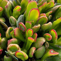green foliage on the tricolor hobbit jade plant with red tips