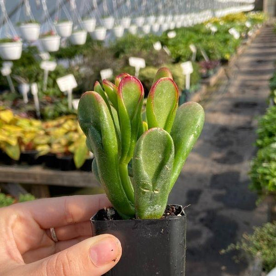 thick red and green succulent leaves on tricolor hobbit jade plant