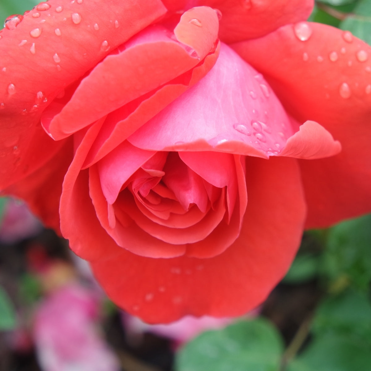 ropicana Rose for Sale | Bright Orange Hybrid Tea Rose Bush