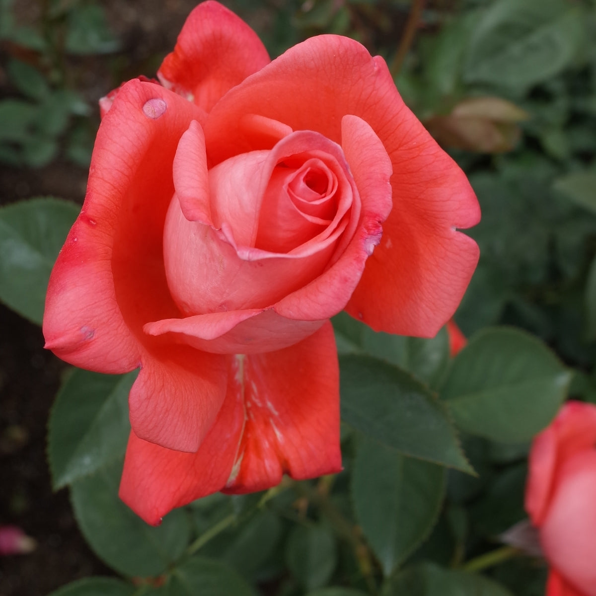 ropicana Rose for Sale | Bright Orange Hybrid Tea Rose Bush