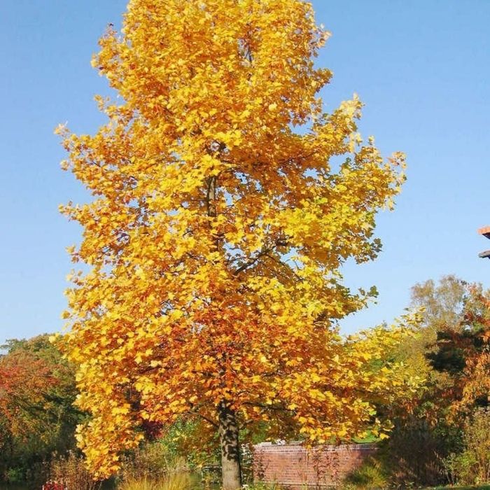 Tulip Poplar Tree for Sale