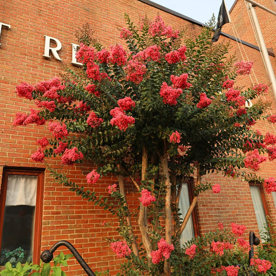 young Tuscarora Crape Myrtle Tree with fluffy pink blooms and dark green foliage