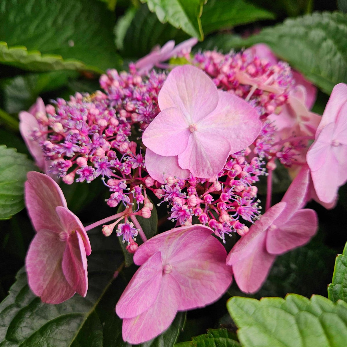 スポーツトイ・アクショントイ hydrangea haworthia Endless Summer® Twist-n-Shout® Hydrangea for Sale | Reblooming