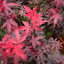 leaves on twombleys red sentinel transition from bright red to deep burgundy