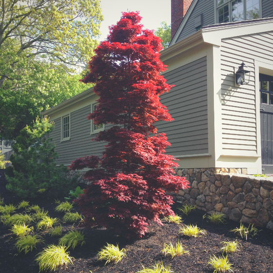 twombleys red sentinel japanese maple tree grows in a tall columnar habit