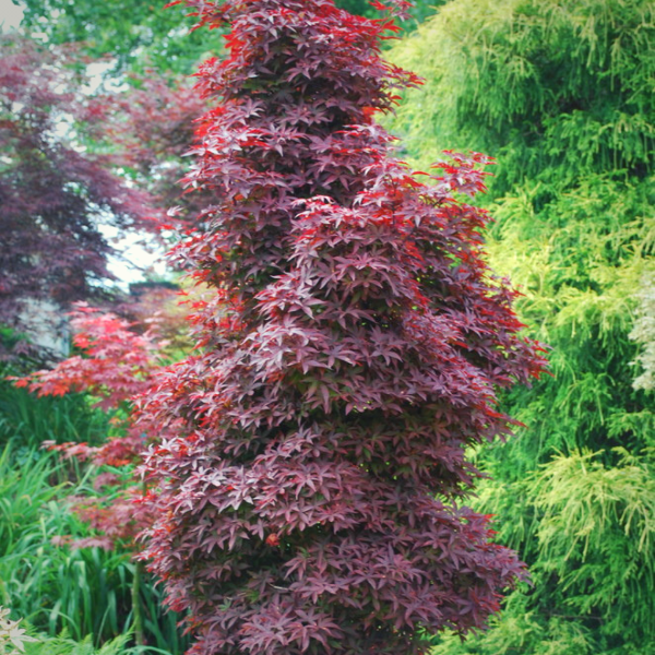 Buy Twombly's Red Sentinel Japanese Maple | Narrow Red Tree Buy Twombly's Red Sentinel Japanese Maple | Narrow Red Tree