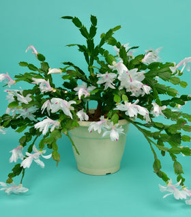 White Christmas Cactus