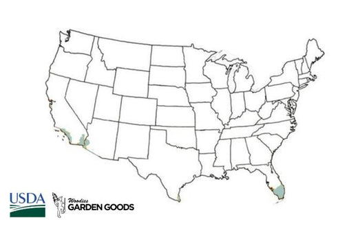 Red Geranium Hardiness Zones 10-11