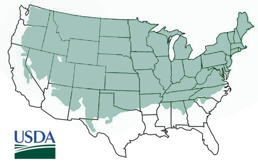 Emerald Green Arborvitae (Thuja ‘Smaragd’) Hardiness Zone 2-7