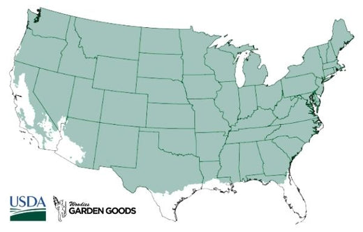 Southern Gentleman Winterberry Holly Hardiness Zone 3-8